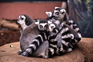 Group of lemurs huddled together