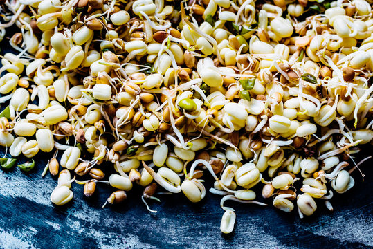 Micro green sprouts