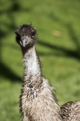 Australian emu