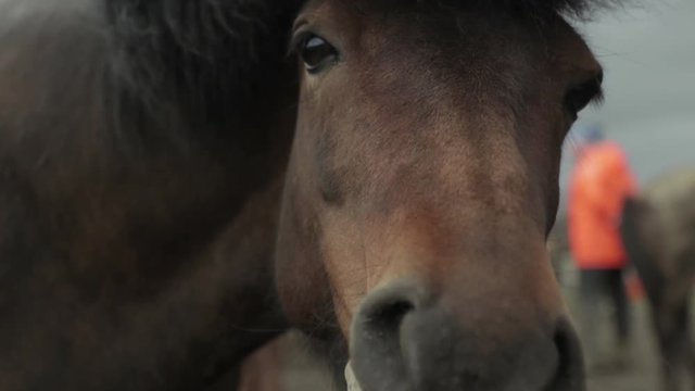 Close up of horse looking towards the camera through a fence in Iceland. Slow motion. Not color graded.