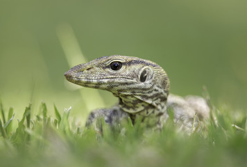 Young clouded monitor lizard (Varanus nebulosus) on grass in Thailand