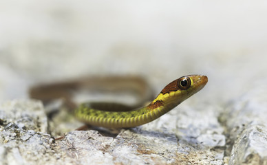 Wild juvenile Speckle-belly keelback (Rhabdophis chrysargos) in Thailand