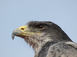 Kordilleren-Adler