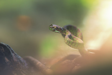 Wild Beautiful Pit viper (Trimeresurus venustus) in Thailand