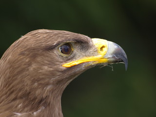 Steppen-Adler