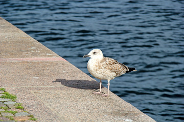 Seagull on Baltic Sea