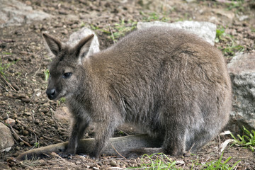 Naklejka premium wallaby