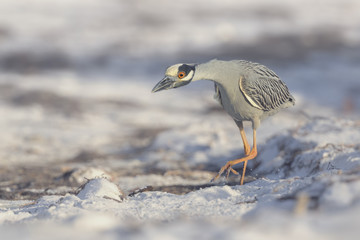 Wild yellow crowned night heron (Nyctanassa violacea) stalking prey on beach in Florida