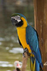 Guacamaya