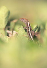 Wild brown anole (Anolis sagrei) in green vegetation in Florida