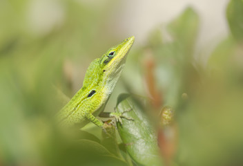 Wild Carolina anole (Anolis carolinensis) in green vegetation in Florida
