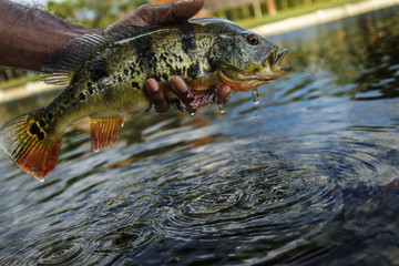 Releasing a peacock bass