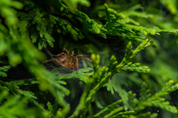 Spider in Bush