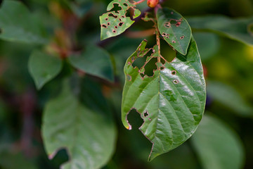 Leaf with Holes