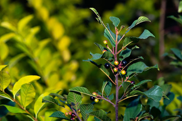 Plant with Leaves and Pokeweed