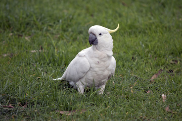 sulphur crested cockatoo