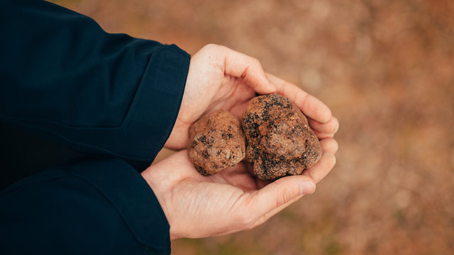 Catching truffles at forest