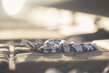 Wild timber rattlesnake (Crotalus horridus) in Florida