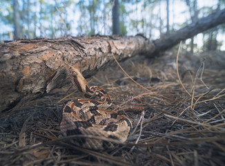 Wild timber rattlesnake (Crotalus horridus) in Florida