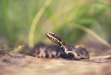 Wild cottonmouth snake (Agkistrodon piscivorus) in Florida