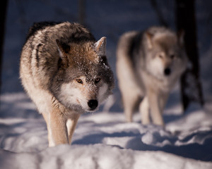 Naklejka premium Gray Wolves (Canis Lupis)