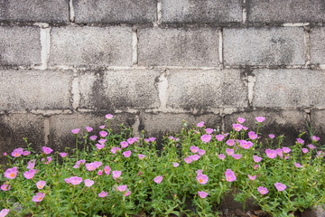 Pink Common Purslane flower plant with concrete bricks wall background