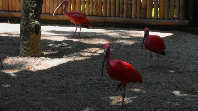 Footage - A flock of volorful pink flamingos relax in a cool pond during a bright day