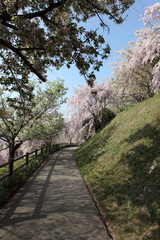 桜の咲く道