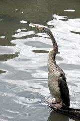 darter