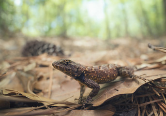 Wild eastern fence lizard (Sceloporus undulatus) on forest floor in Florida