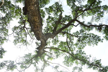 tree with green leaves