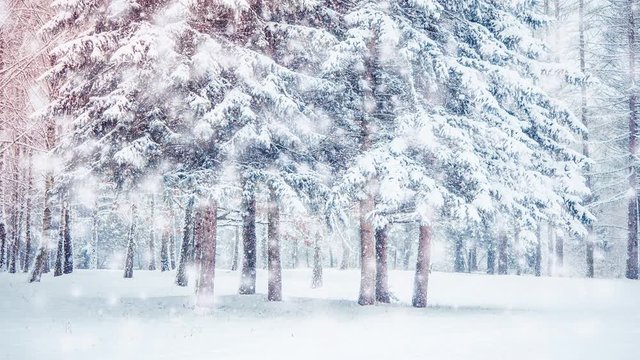 Beautiful snow-covered trees spruce in the forest in winter during a snowfall. Many trunks trees forest park wood. Fantastic Fairytale Magical Landscape. Christmas Winter New Year Scenery background