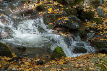 Autumn colours of river in Vitosha