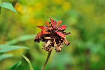 red flower dry in nature on green and yellow background