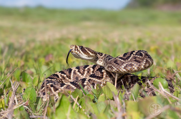 Wild eastern diamondback rattlesnake (Crotalus adamanteus) in Florida