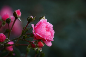 Rose in hoarfrost./The morning frost covered pink petals and buds of a rose with hoarfrost.
