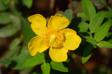 Fototapeta premium 雄しべが金の糸のように見えるところからキンシバイ（金糸梅）となづけられた黄色い花のクローズアップ