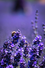 Obraz premium Honeybee on lavender flowers at a lavender farm on a sunny summer day.
