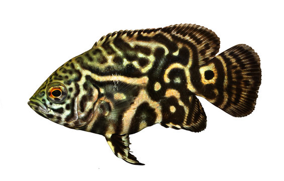 Tiger Oscar Cichlid aquarium fish Astronotus ocellatus 