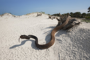 Wild eastern coachwhip (Masticophis flagellum) snake in Florida