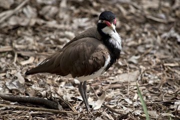 banded lapwing