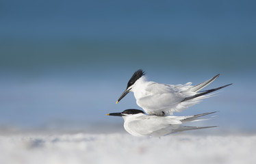 Courting wild sandwich terns (Thalasseus sandvicensis) on a beach in Florida