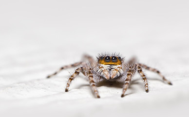 Wild jumping spider on white background