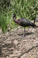 glossy ibis