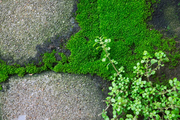 Green moss on grunge concrete brick
