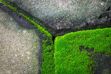 Green moss on grunge concrete brick