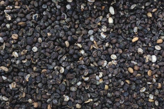Copi Luwak coffee seeds seen from above