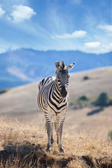 Zebra in field with blue sky © Brown Moose Design