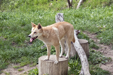 golden dingo