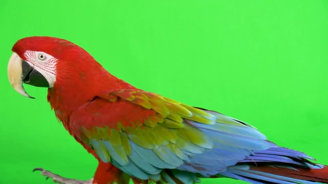 Close-up red Macaw Parrot walking across a green screen background